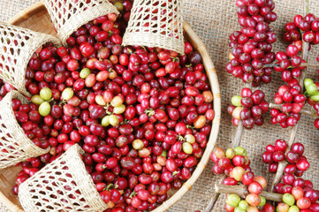 red fresh coffee bean