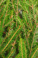 Christmas tree branch background