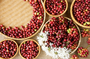 red fresh coffee bean