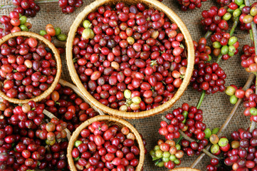 red fresh coffee bean