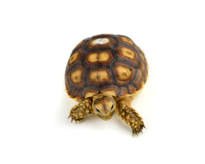 turtle isolated on white background