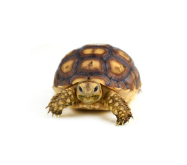 turtle isolated on white background