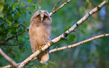 Long-eared owlet