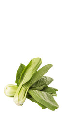 Chinese cabbage or bok choy over white background 