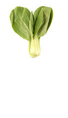 Chinese cabbage or bok choy over white background 