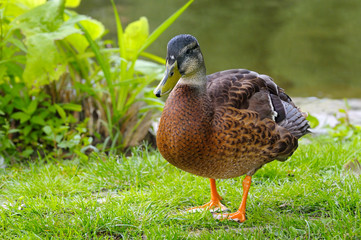 drake, standing on a grass