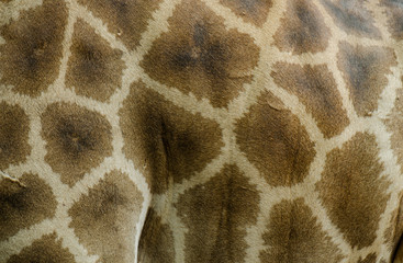 skin of giraffe