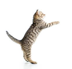 playful kitten looking up. isolated on white background
