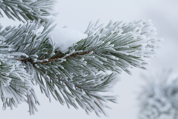 Fir tree in winter