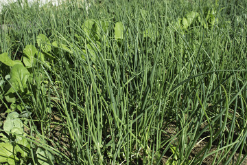 Onion And Vegetables