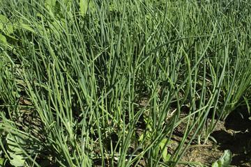 Obraz premium Onion And Vegetables