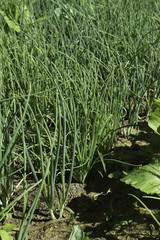 Onion And Vegetables