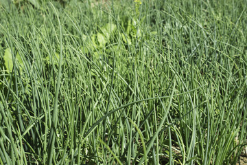 Onion And Vegetables