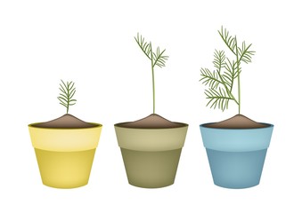 Three Green Dills in Terracotta Flower Pots