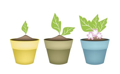 Beautiful Pink Flower in Terracotta Flower Pots