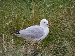 Silver gull on Philip island in Australia