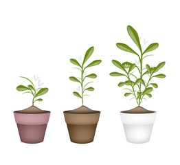 Obraz premium Lovely Green Mistletoe in Ceramic Flower Pots