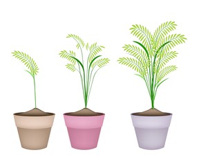 Obraz premium Cereal Plants or Ferns in Terracotta Flower Pots