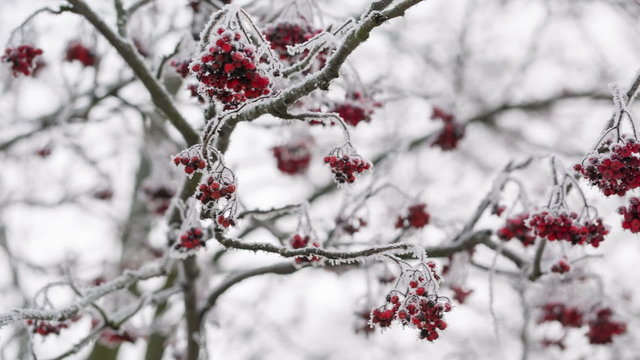 Rowanberries covered with hoarfrost and snow, pan movement shoot