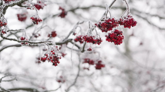 Rowanberries covered with hoarfrost and snow, shoot
