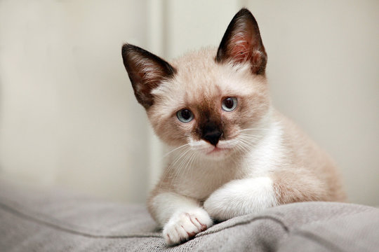 sweet cat