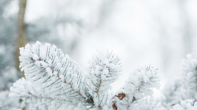 Fir branches covered with hoar frost shoot in RAW, pan movement