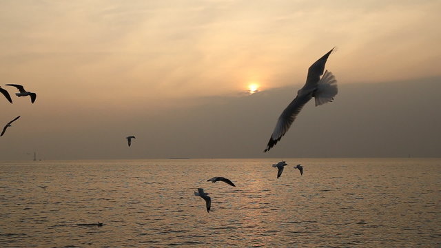 Seagull with sunset at Bang Pu beach, Thailand