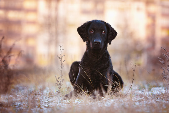 curly coated retriever outdoors