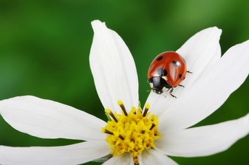 Ladybug