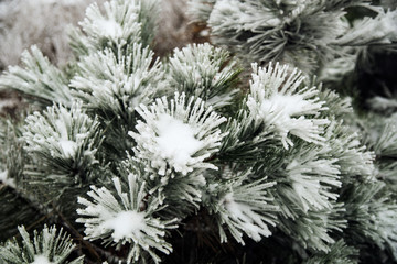 Pine needles and branches covered with snow