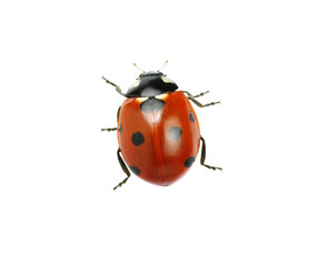 Ladybug