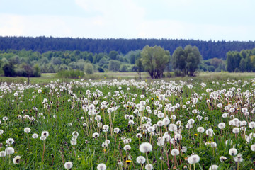 Fototapeta na wymiar meadow of dandelions