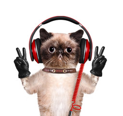 Cat headphones.