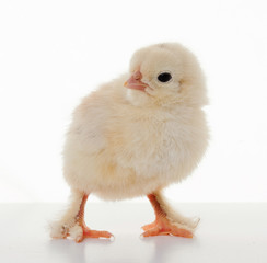 Obraz premium Small fluffy chickens