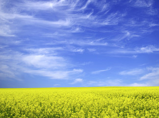 Obraz premium rape field