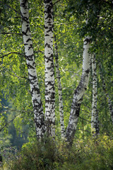 birch grove in the Urals