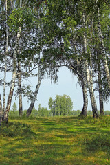 birch grove in the Urals