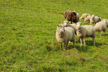 Herd of sheep on beautiful mountain meadow