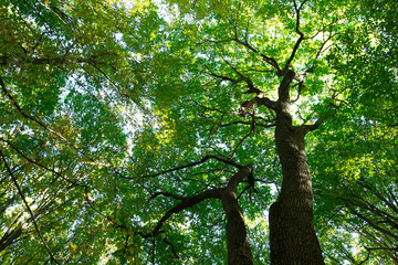 Fototapeta premium forest
