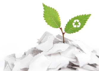 Plant with recycle symbol growing from paper isolated on white