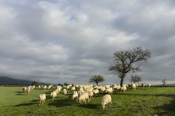 Sheep