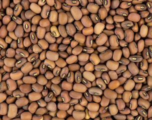 Closeup of Australian red beans background texture