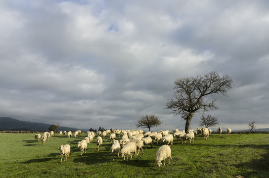 Sheep