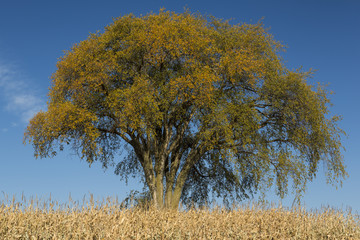 Lone Tree In Field