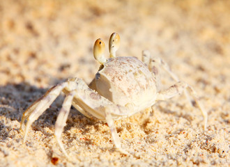 crab