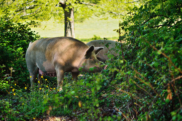 Pig at the bushes