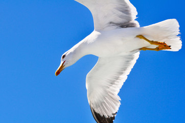 Seagull