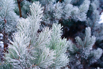 Naklejka na ściany i meble Pine branches covered with hoarfrost