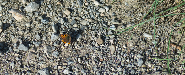 Papillon