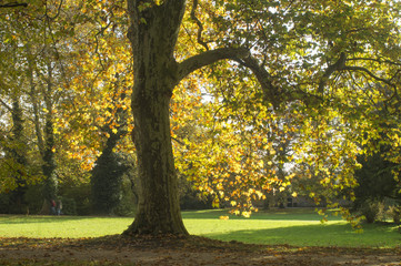 Platan jesienią w parku